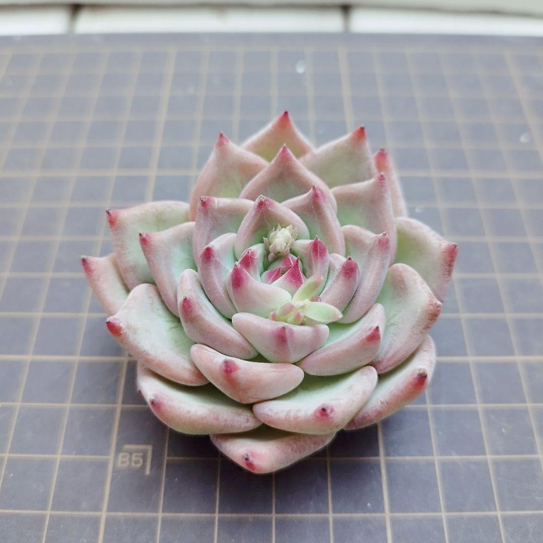 ウェディングリング◎多肉植物 カット苗 輸入苗 エケベリア等