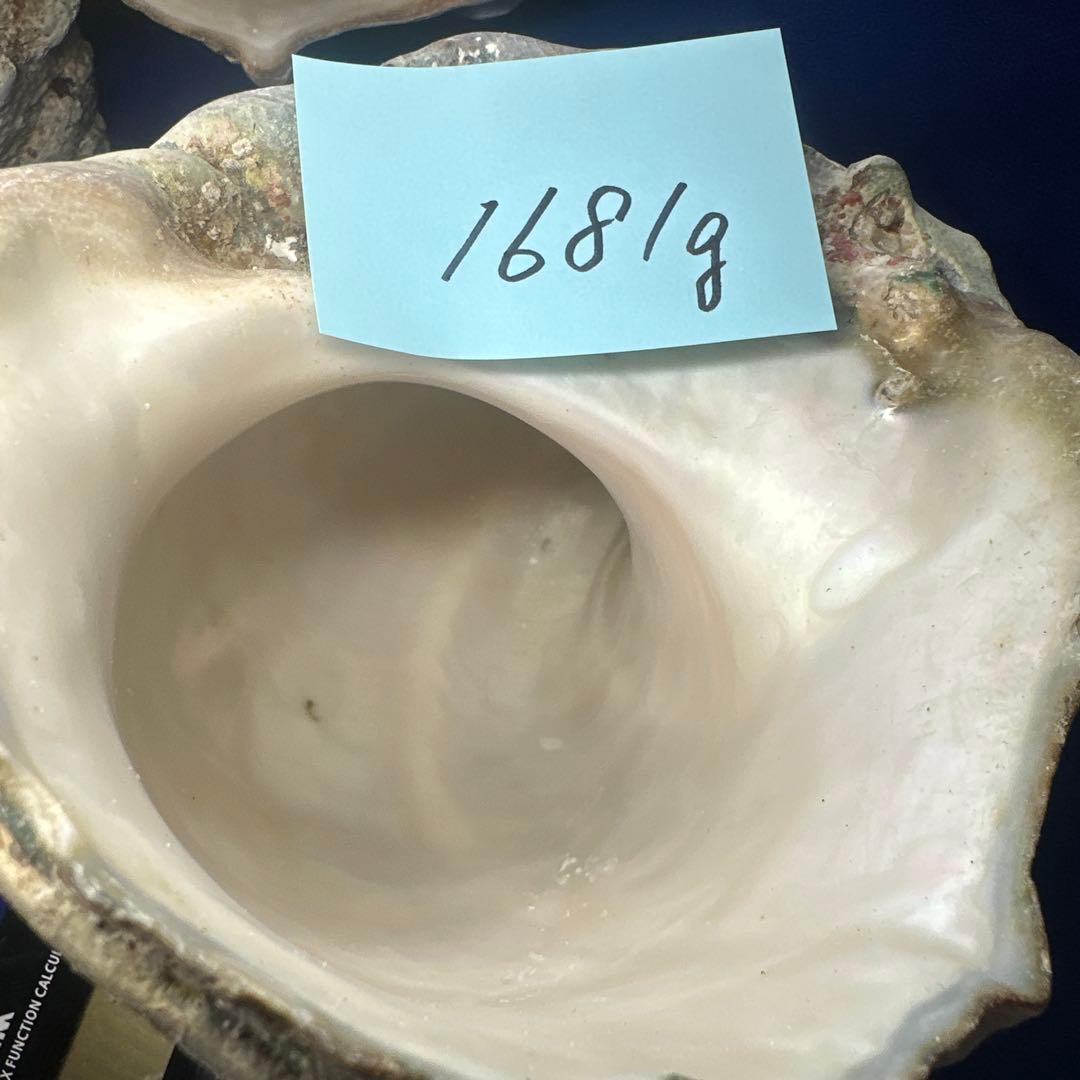 夜光貝　ヤコウ貝　まとめ売り　15個 約16、5kg アクセサリー　ルアー