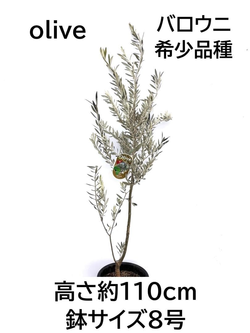 オリーブの木　バロウニ　8号　約110cm　K-329　希少品種　現品掲載
