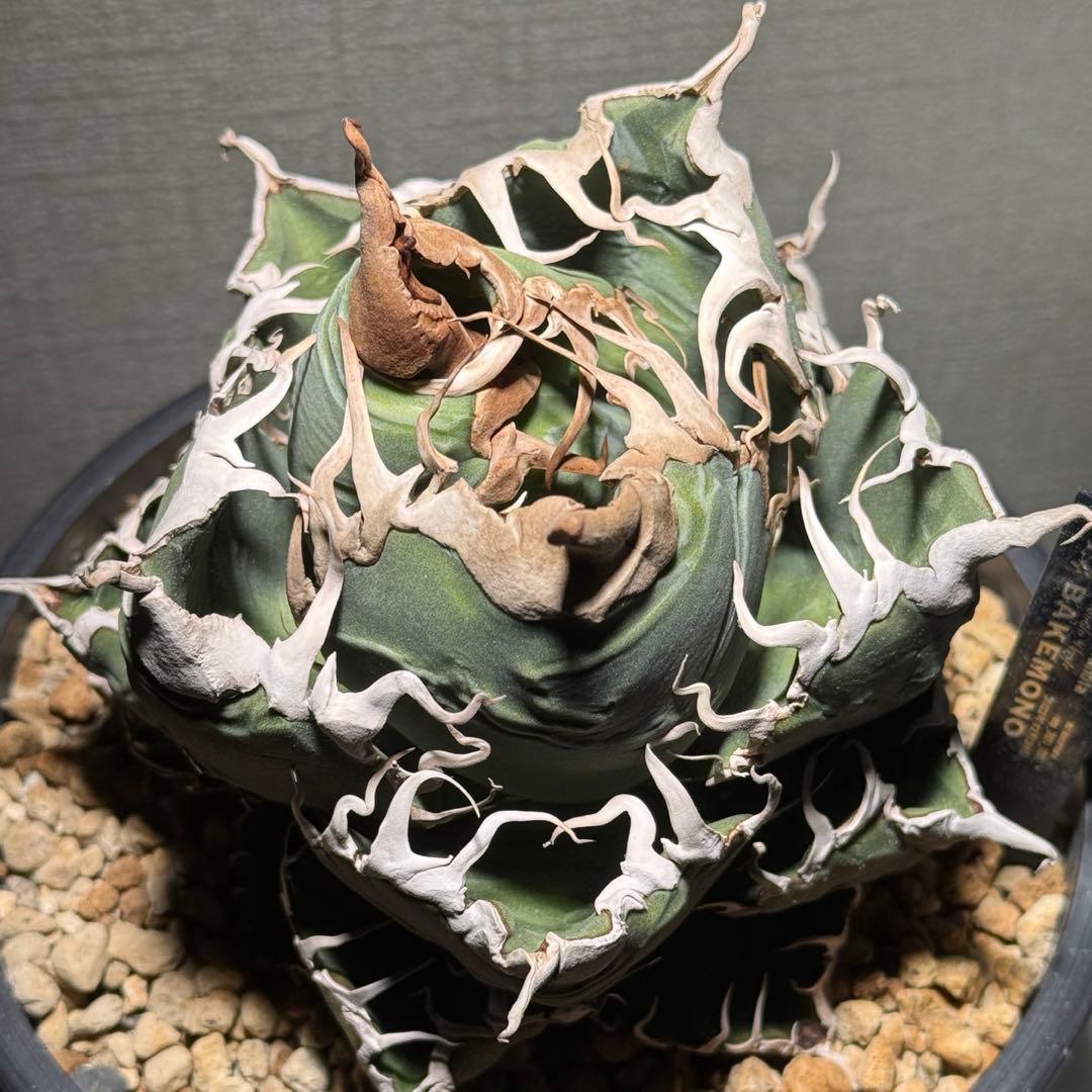 アガベチタノタ悪魔くん Diabo Verde osp産 コレクション株