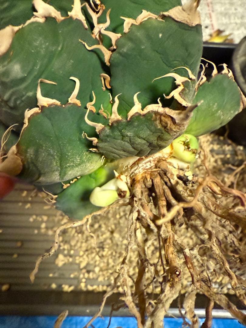 アガベチタノタ悪魔くん Diabo Verde osp産 コレクション株