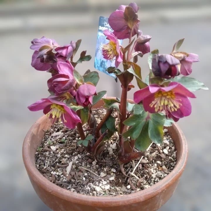 童仙房、氷の薔薇。アーリーレッド。紫色のヘレボルス 中型テラコッタ鉢 親株。