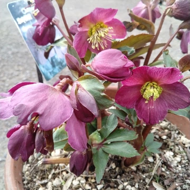 童仙房、氷の薔薇。アーリーレッド。紫色のヘレボルス 中型テラコッタ鉢 親株。