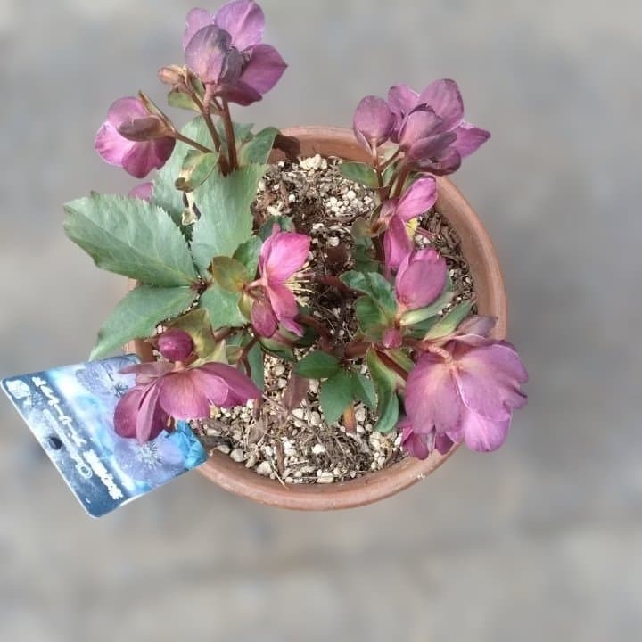 童仙房、氷の薔薇。アーリーレッド。紫色のヘレボルス 中型テラコッタ鉢 親株。