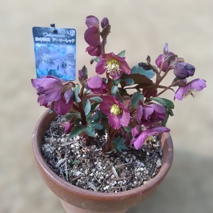 童仙房、氷の薔薇。アーリーレッド。紫色のヘレボルス 中型テラコッタ鉢 親株。