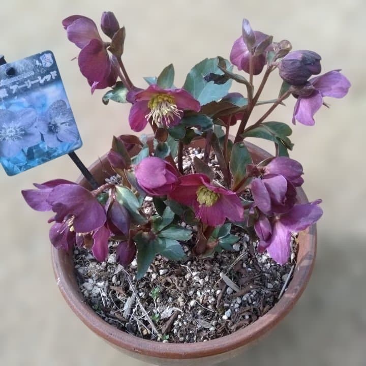 童仙房、氷の薔薇。アーリーレッド。紫色のヘレボルス 中型テラコッタ鉢 親株。