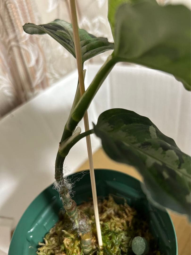 アグラオネマピクタム