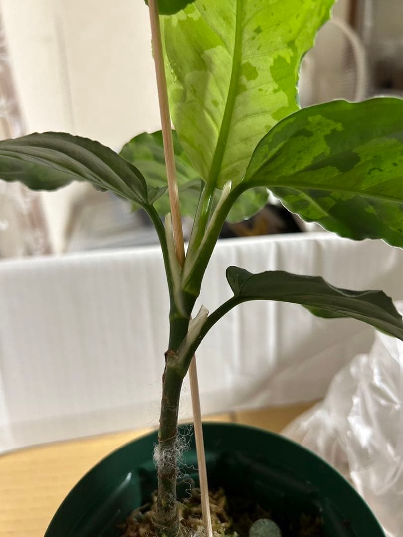 アグラオネマピクタム