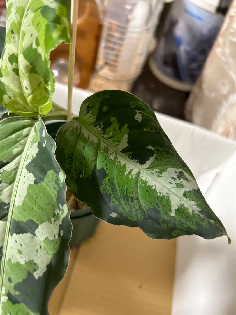 アグラオネマピクタム