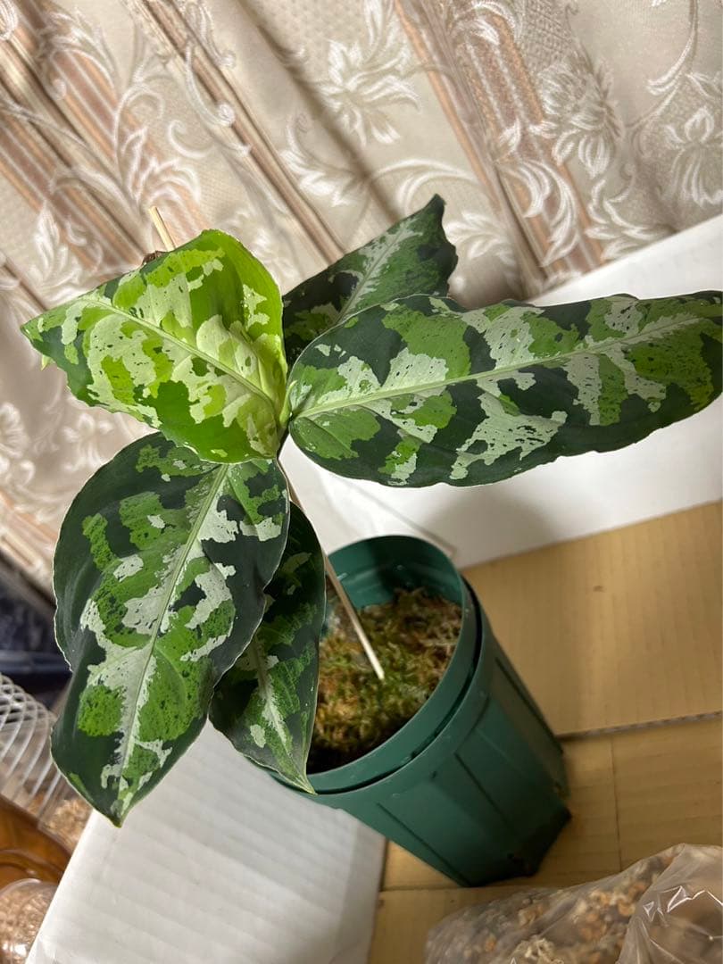 アグラオネマピクタム