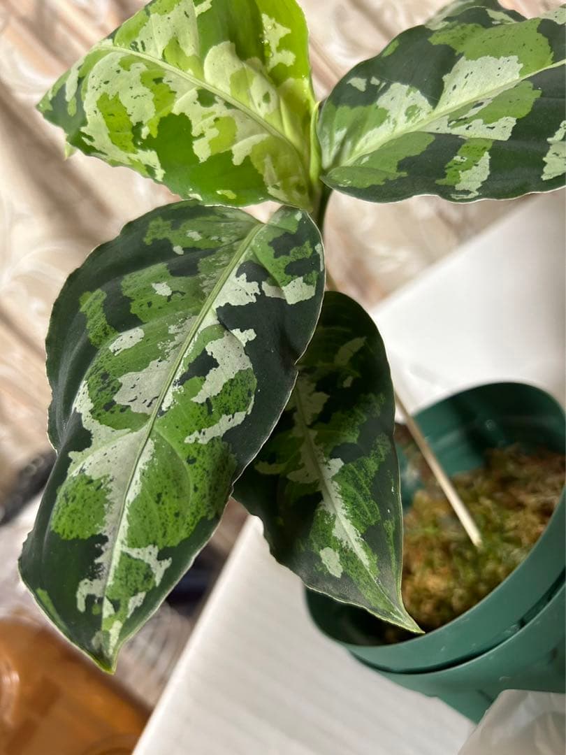 アグラオネマピクタム