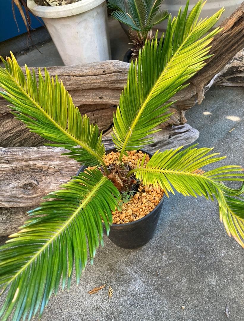 耐寒性強！ソテツ斑入り◇錦ドライガーデン　アガベ ユッカ　ヤシ　アロエ　ドラセナ