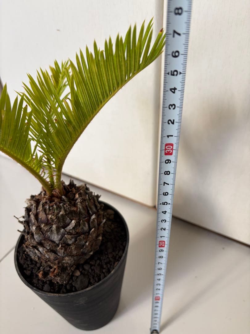 耐寒性強！ソテツ斑入り◇錦ドライガーデン　アガベ ユッカ　ヤシ　アロエ　ドラセナ