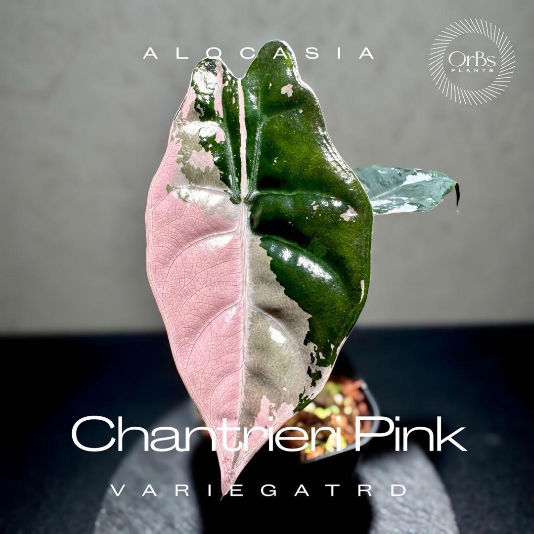 【極上ピンク斑】アロカシア シャントリエリ ピンク斑入り タイナーセリー血統株