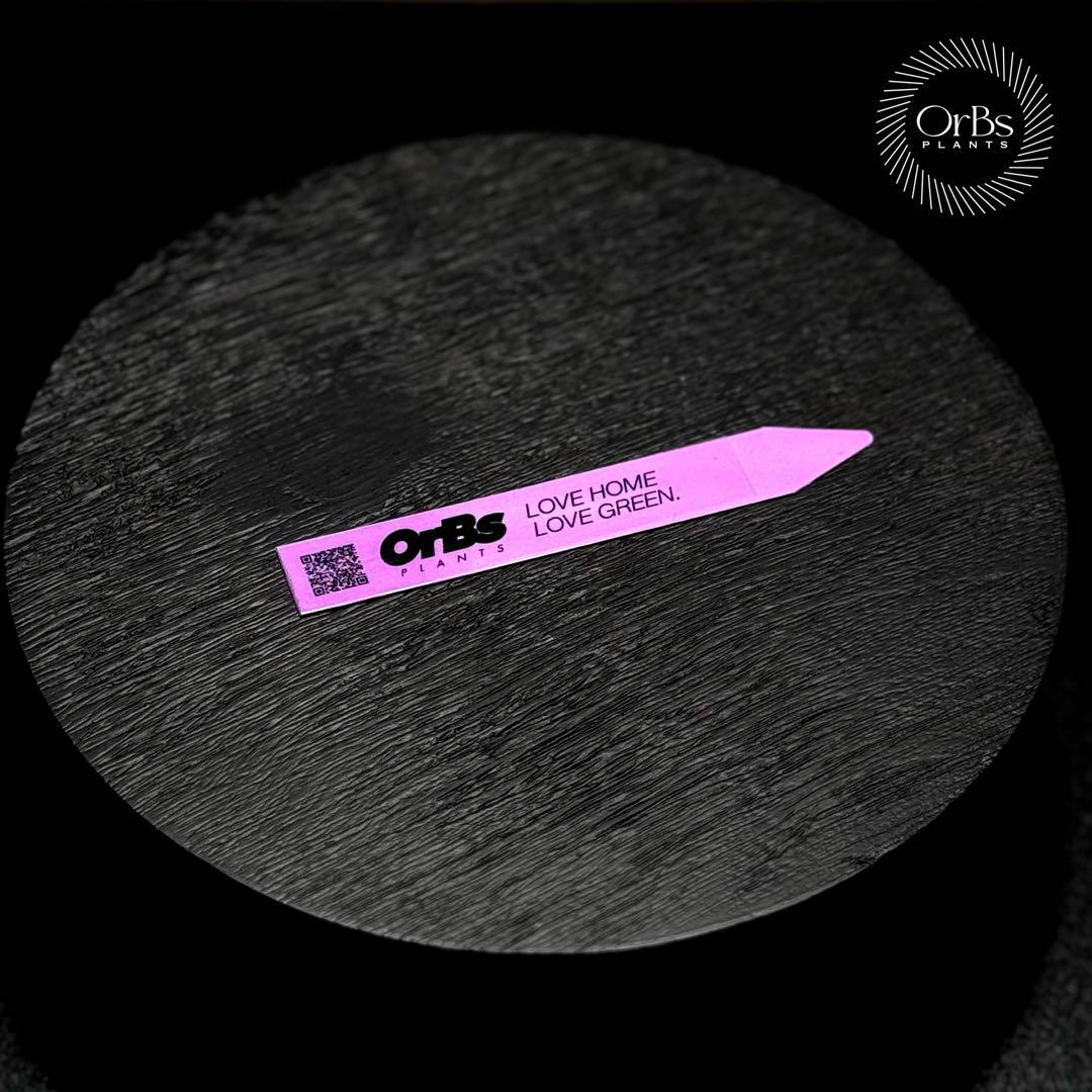 【極上ピンク斑】アロカシア シャントリエリ ピンク斑入り タイナーセリー血統株