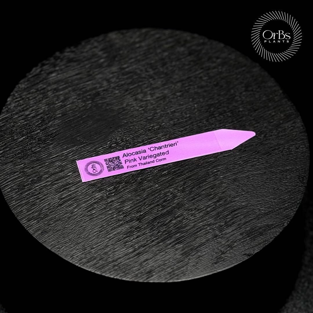 【極上ピンク斑】アロカシア シャントリエリ ピンク斑入り タイナーセリー血統株