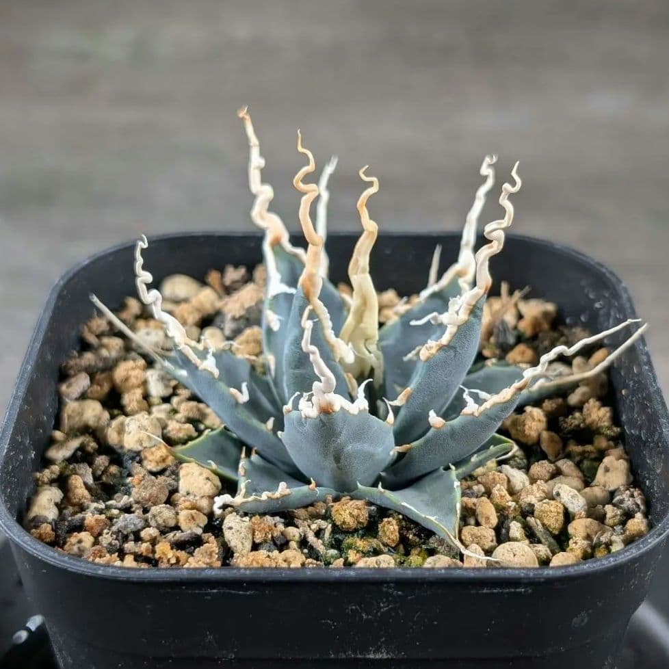 アガベ　ユタエンシス　エボリスピナ　実生　コレクション株　陽炎　d8