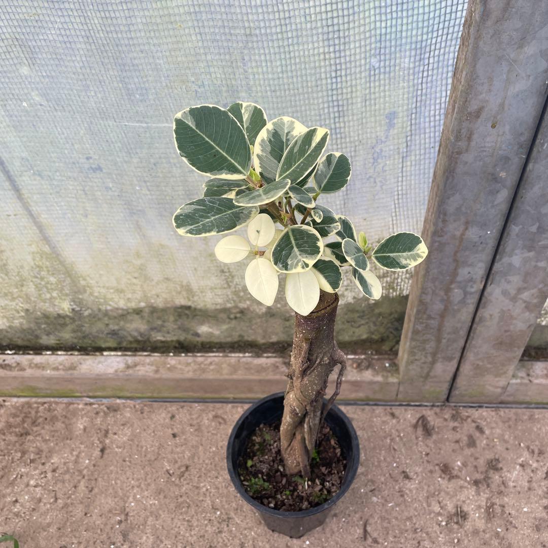 パンダガジュマル　斑入り　希少　3.５号