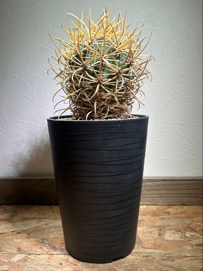 特大　超強棘　サボテン sp. 鉢のまま発送　札落ち特価　木質化　長期管理