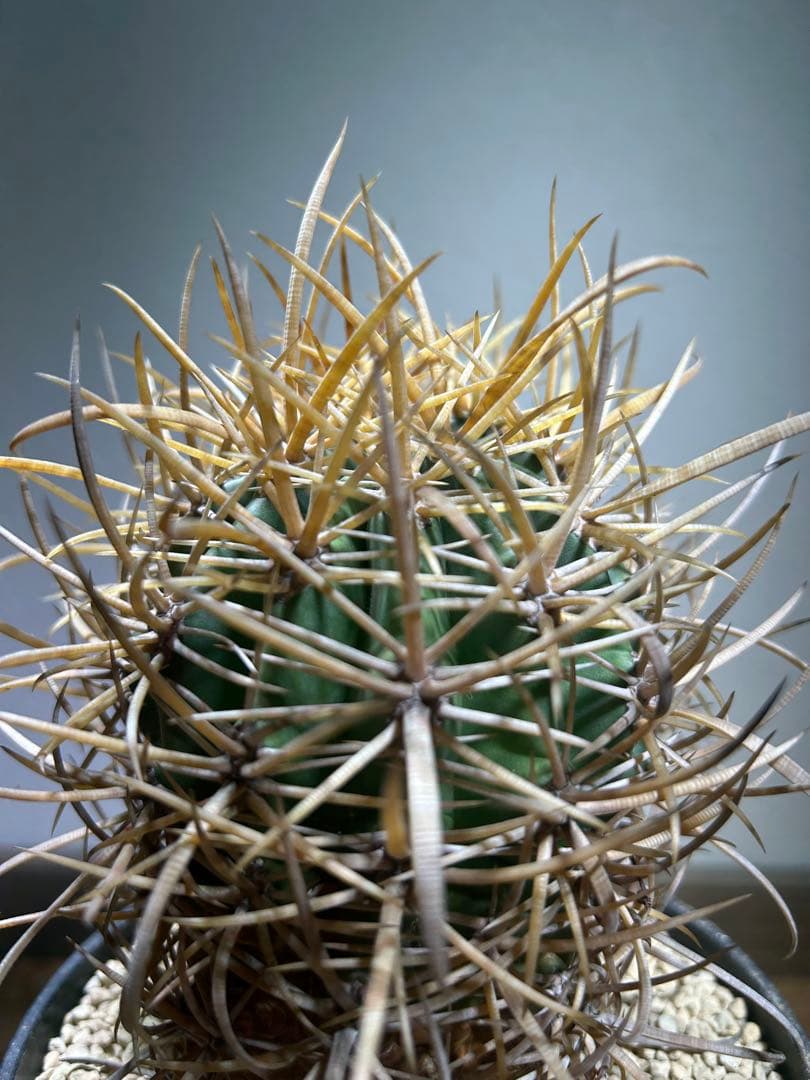 特大　超強棘　サボテン sp. 鉢のまま発送　札落ち特価　木質化　長期管理