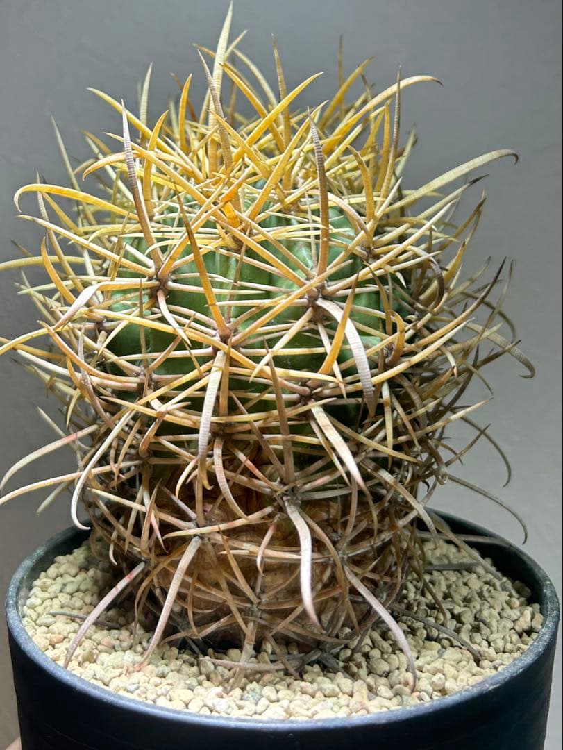 特大　超強棘　サボテン sp. 鉢のまま発送　札落ち特価　木質化　長期管理