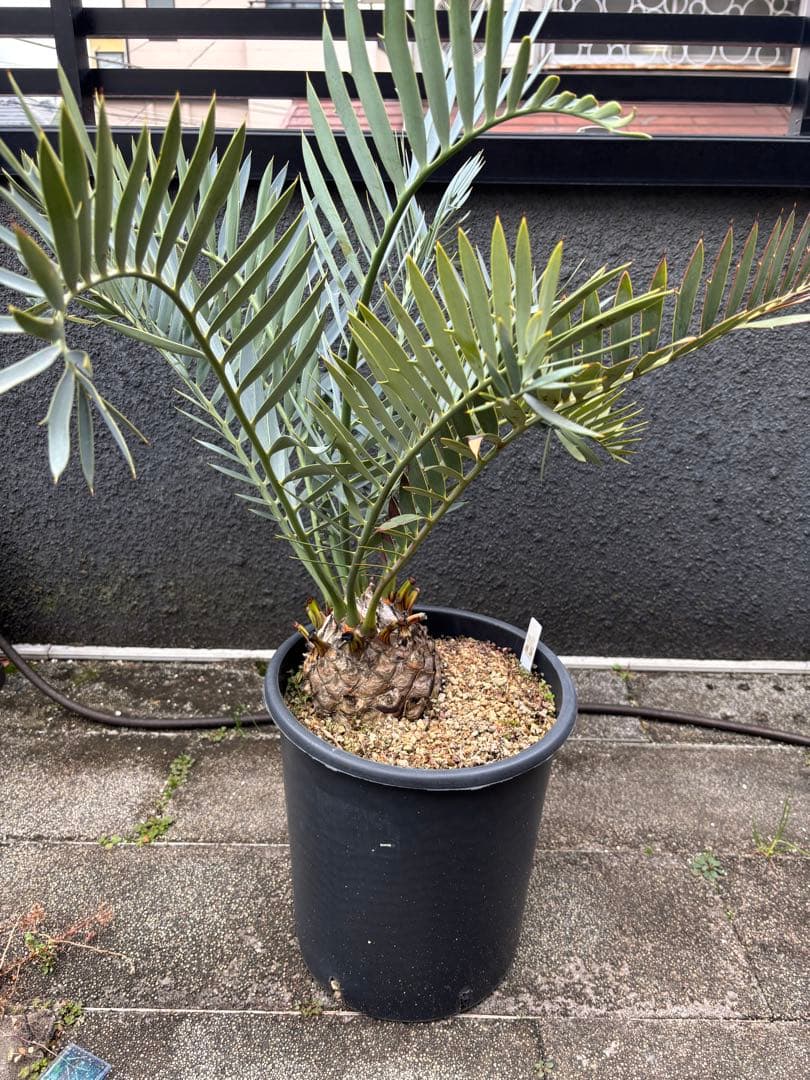 と*か様 エンセファラルトス　トリスピノーサス　直径12センチ　大株