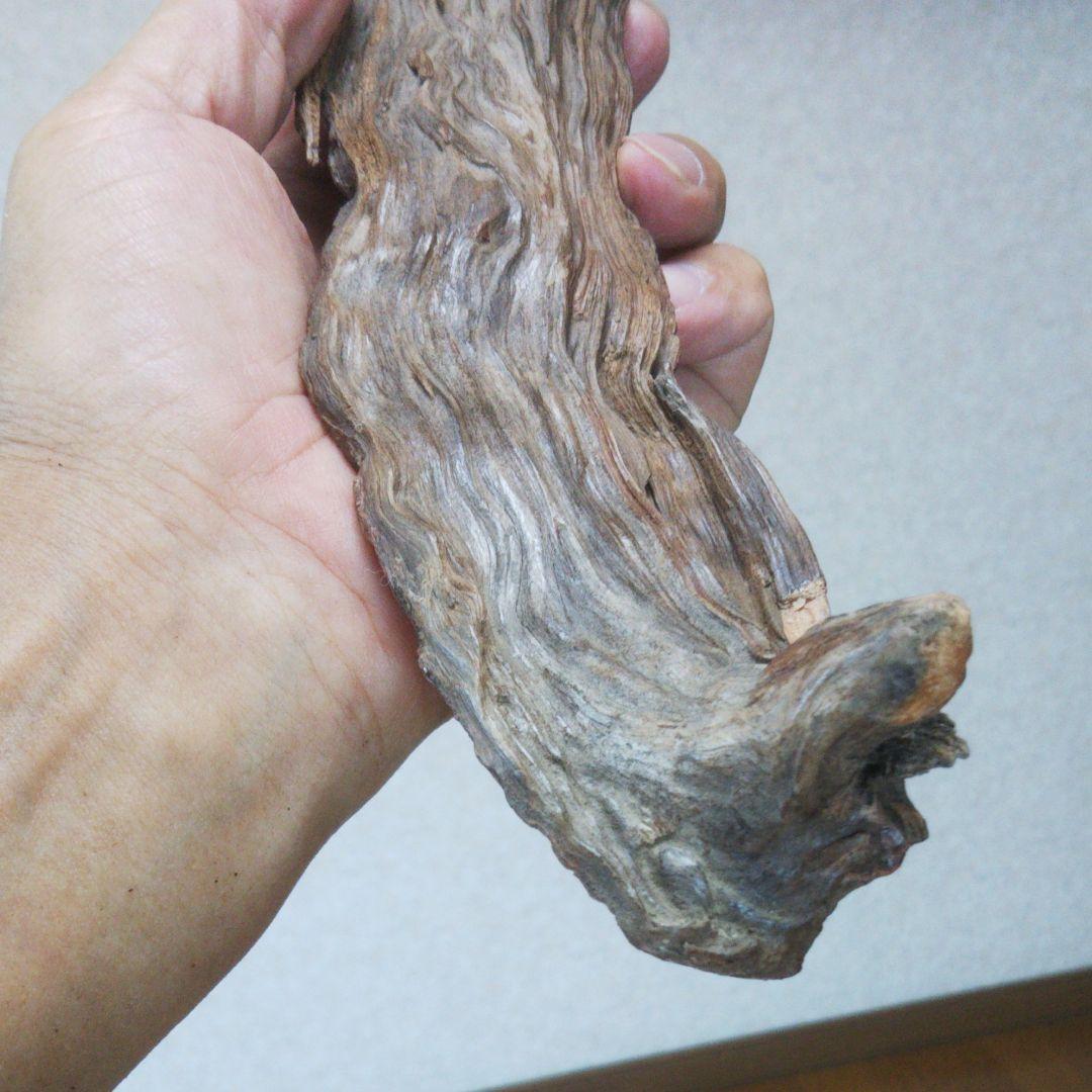 2025年巳年、肥松縁起物置物