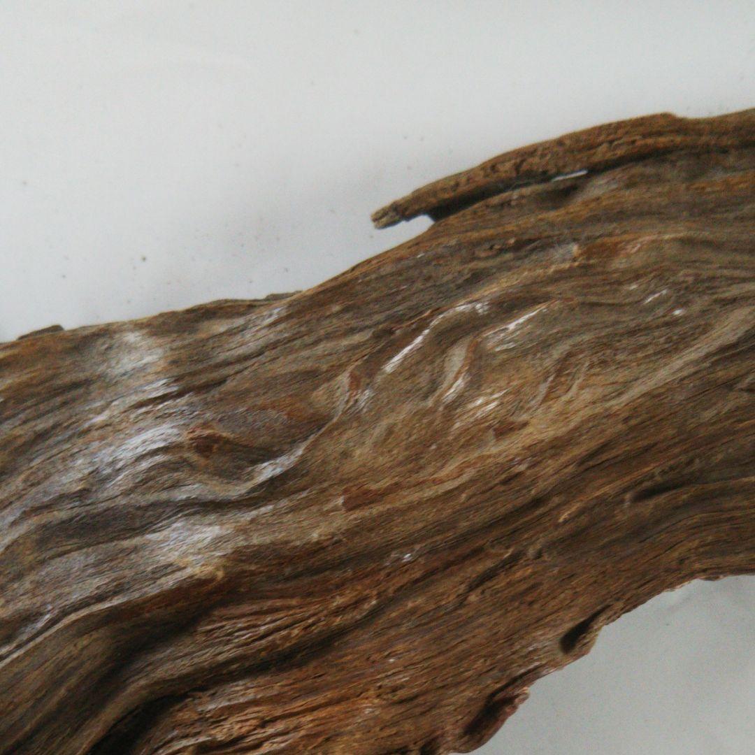 2025年巳年、肥松縁起物置物