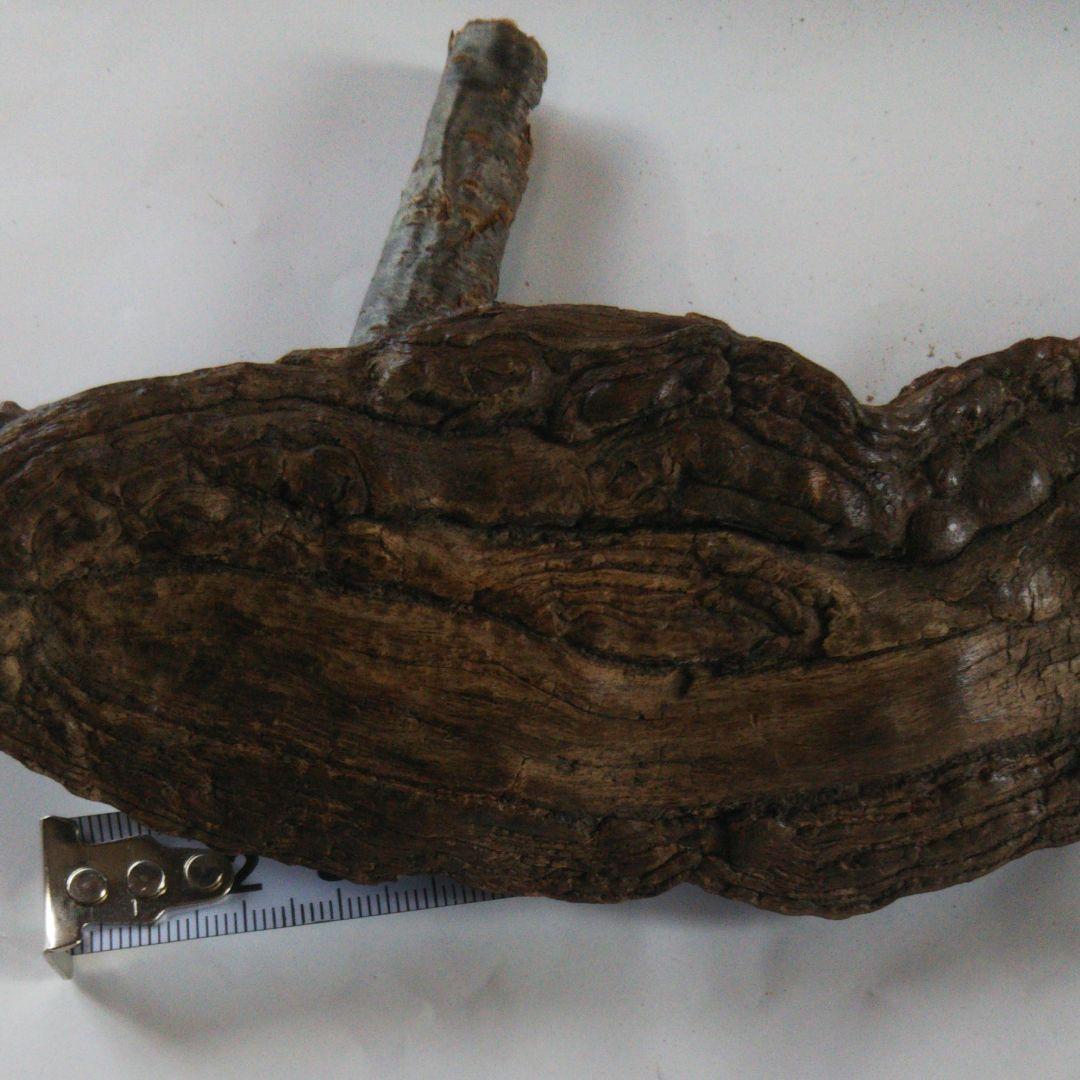 2025年巳年、肥松縁起物置物