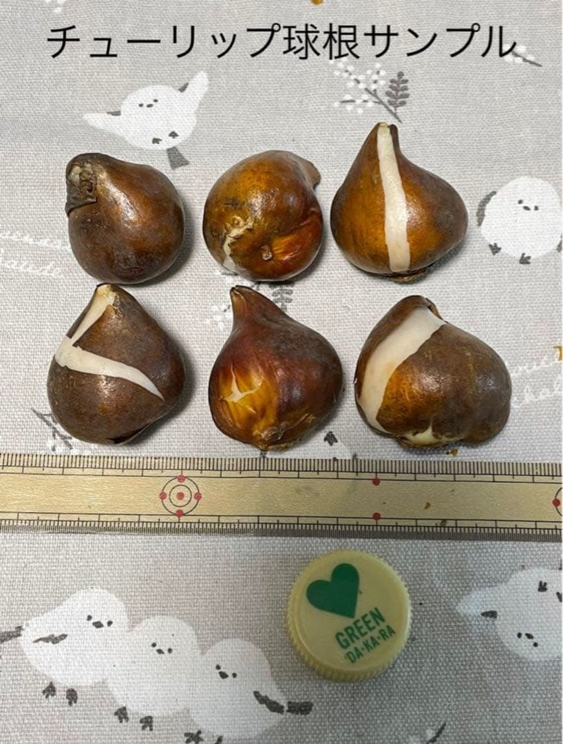 【球根】アンジェリケ　3球　チューリップ　ピンク　八重咲き　八重