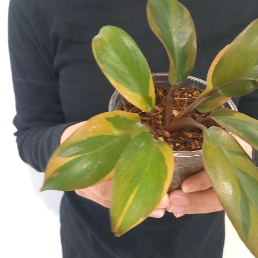 フィロデンドロン　ブラックカーディナル斑入