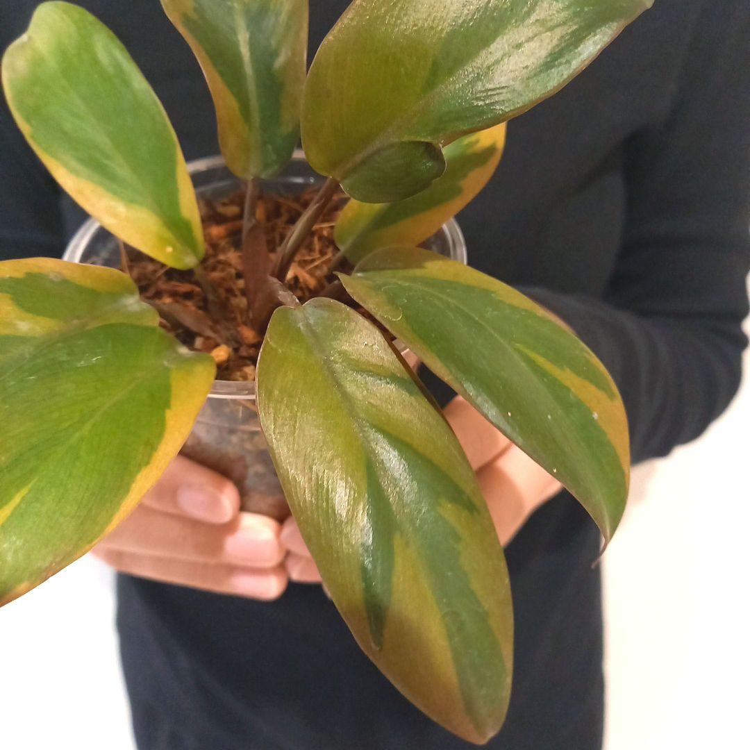 フィロデンドロン　ブラックカーディナル斑入