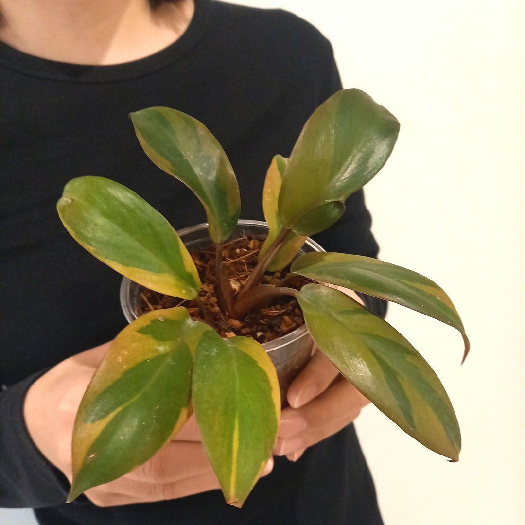 フィロデンドロン　ブラックカーディナル斑入