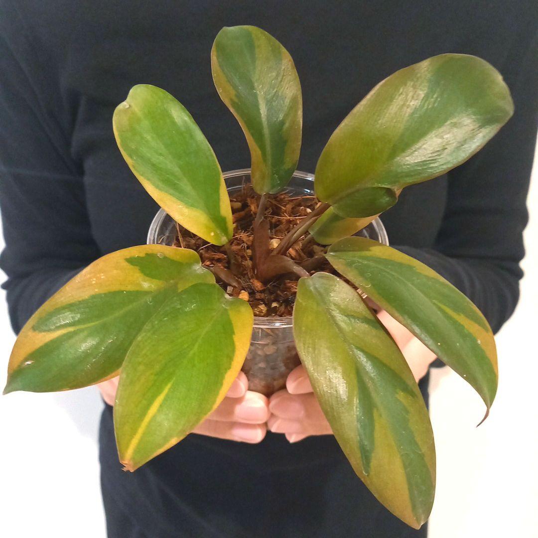 フィロデンドロン　ブラックカーディナル斑入