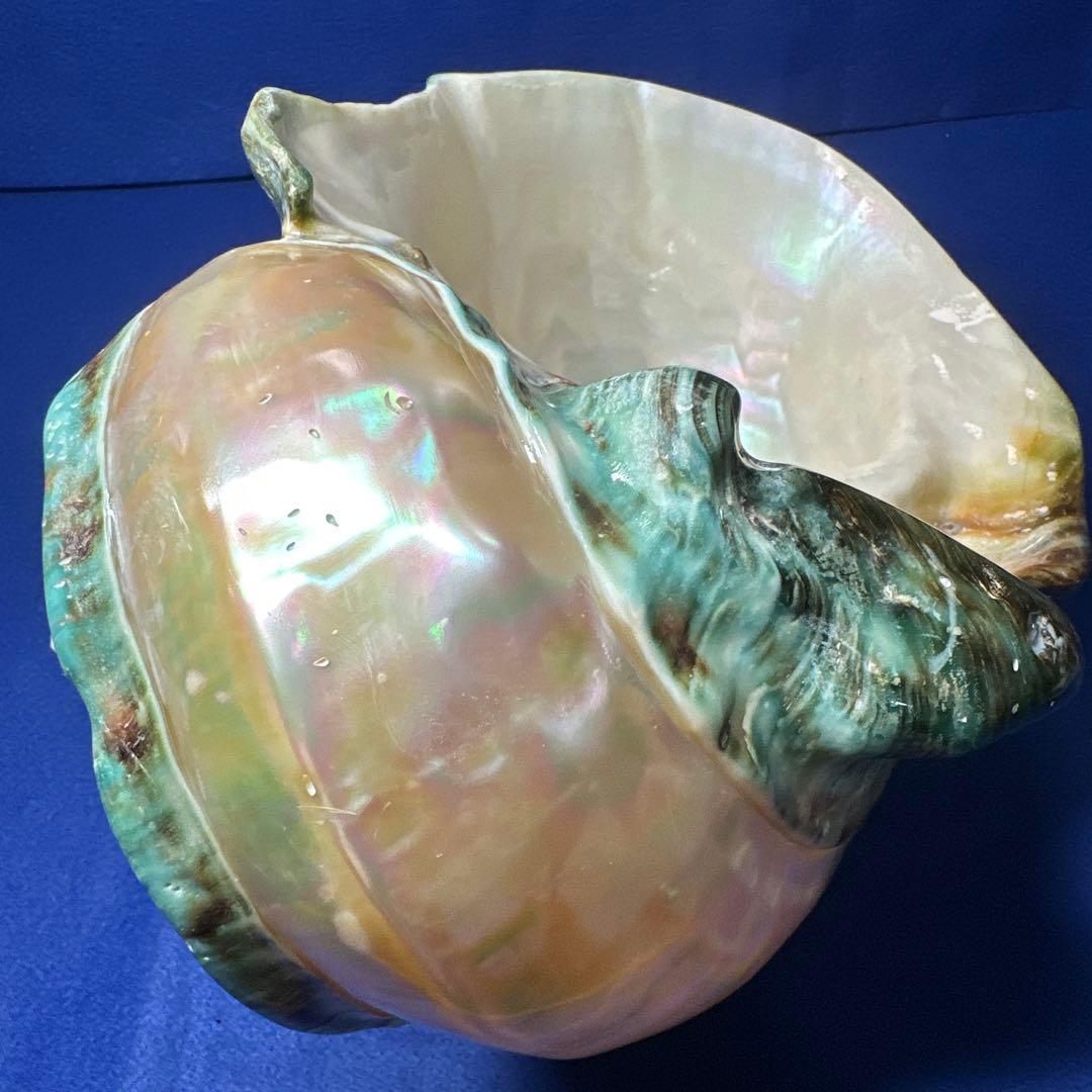 特大　夜光貝　真珠磨き　インテリア　　　　　　飾り物　　アクセサリー　オブジェ