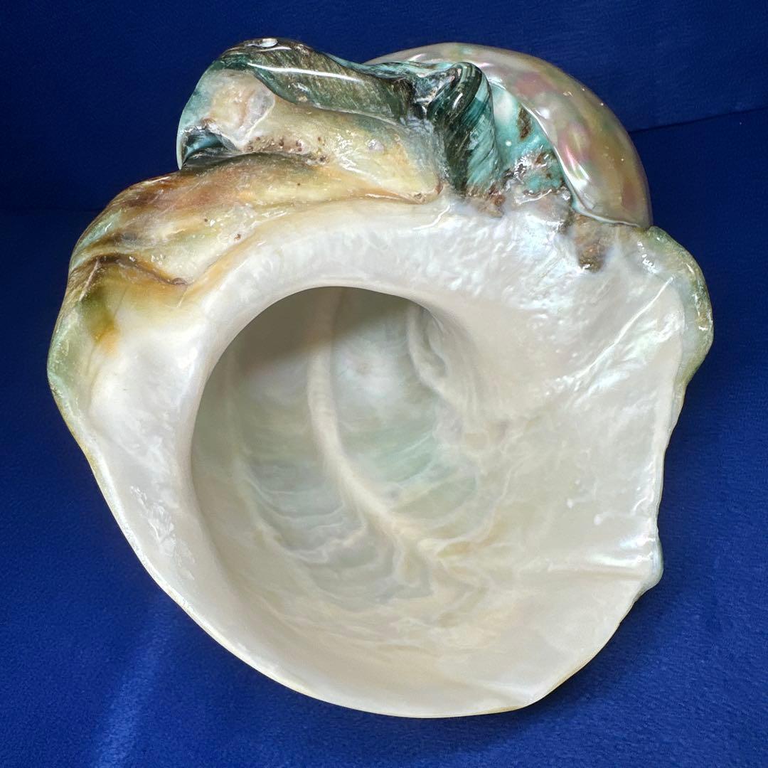 特大　夜光貝　真珠磨き　インテリア　　　　　　飾り物　　アクセサリー　オブジェ
