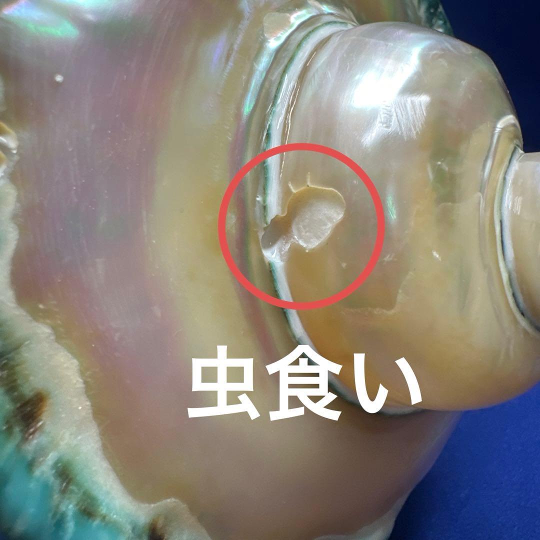 特大　夜光貝　真珠磨き　インテリア　　　　　　飾り物　　アクセサリー　オブジェ