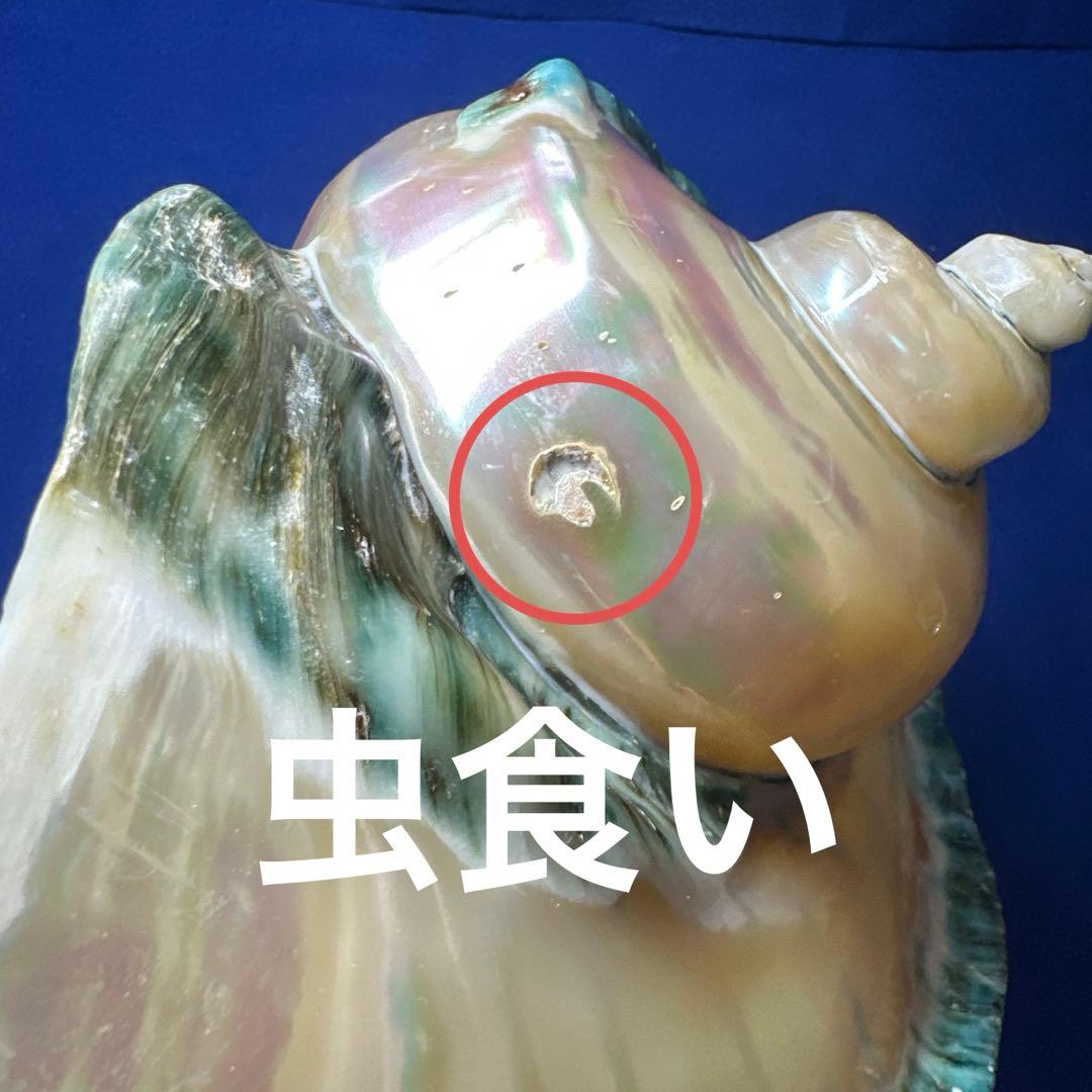 特大　夜光貝　真珠磨き　インテリア　　　　　　飾り物　　アクセサリー　オブジェ