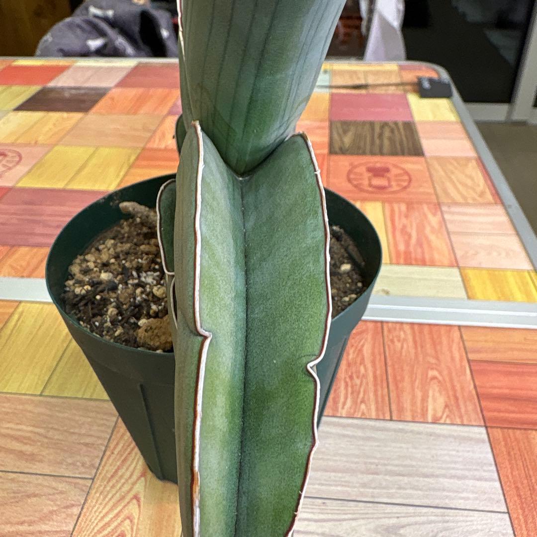 サンスベリア　バナナ　ビックサイズ