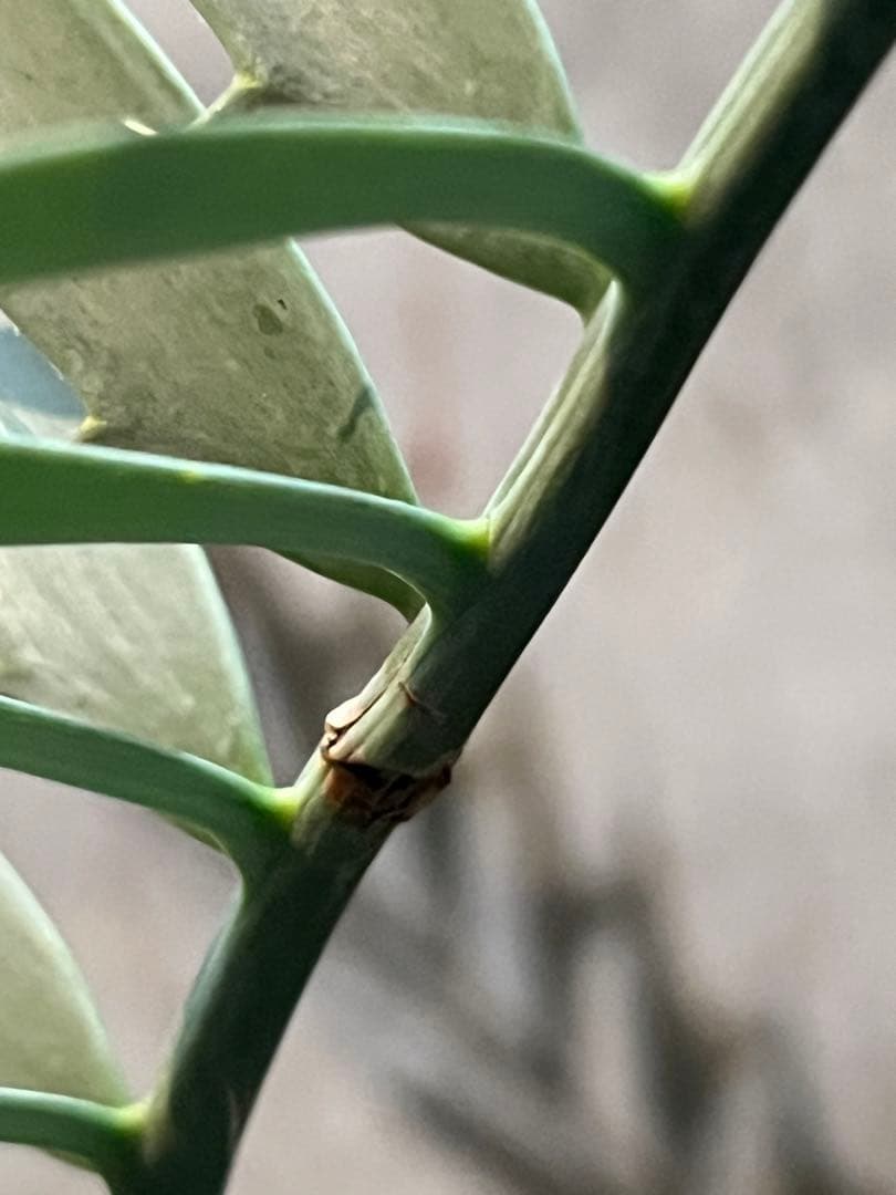 エンセファラルトス・ホリダス　まん丸塊根径12㎝ 塊根植物