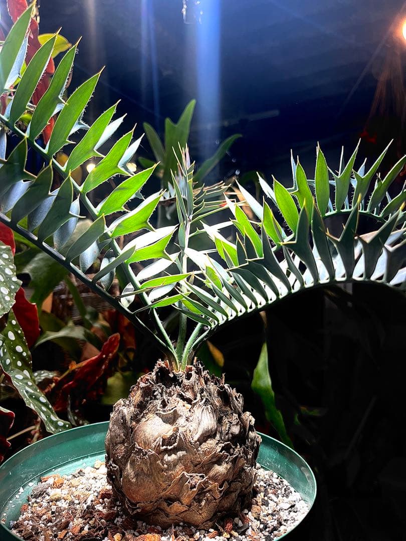 エンセファラルトス・ホリダス　まん丸塊根径12㎝ 塊根植物