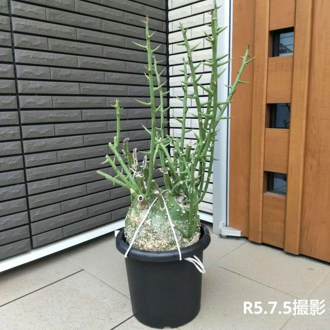 【現品】超大株！塊根植物 アデニア グロボーサ ９号鉢