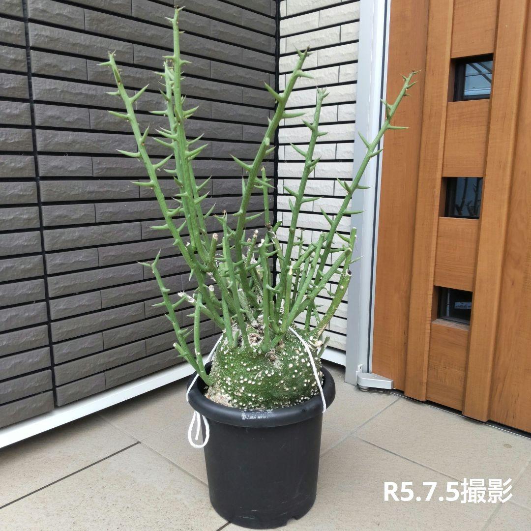 【現品】超大株！塊根植物 アデニア グロボーサ ９号鉢