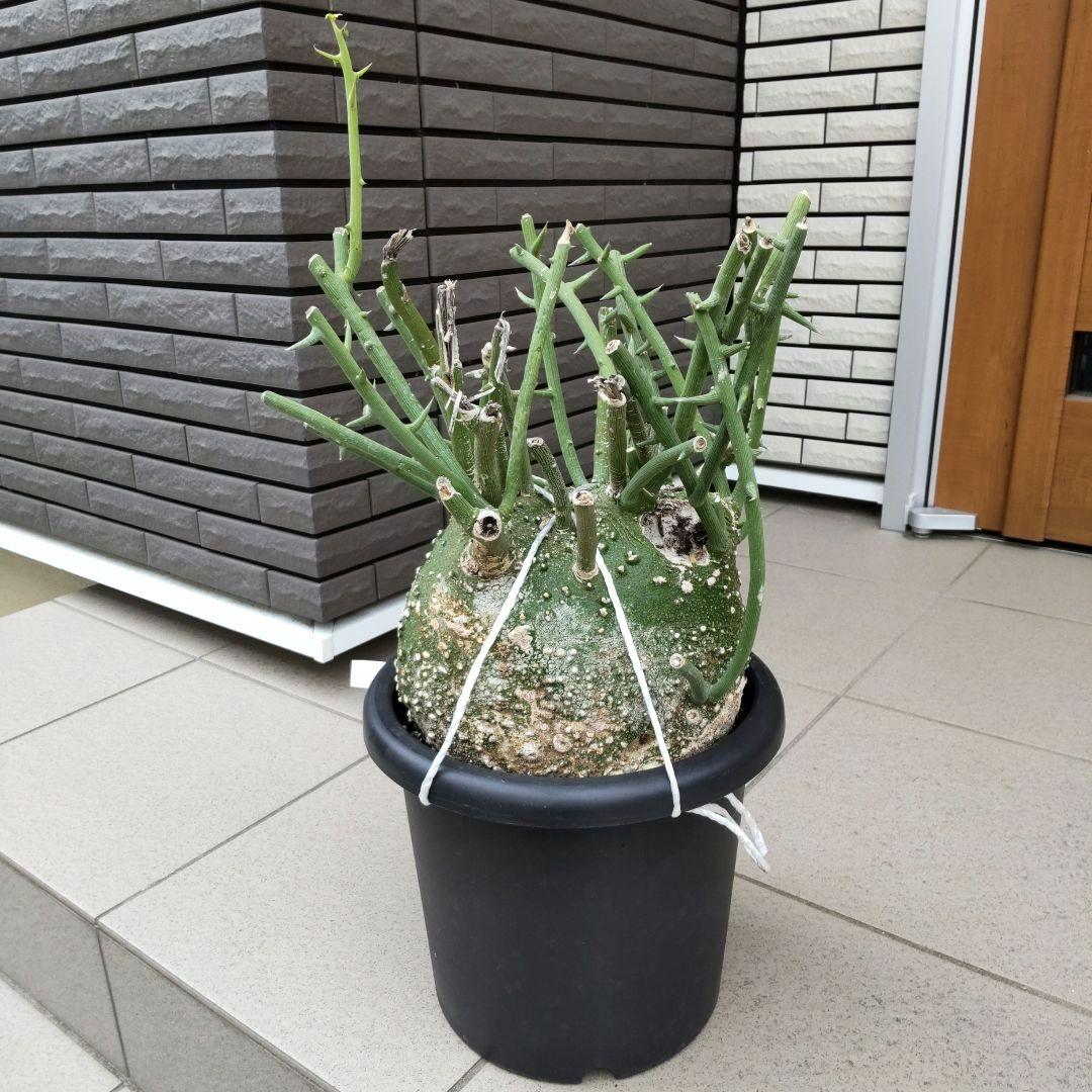 【現品】超大株！塊根植物 アデニア グロボーサ ９号鉢
