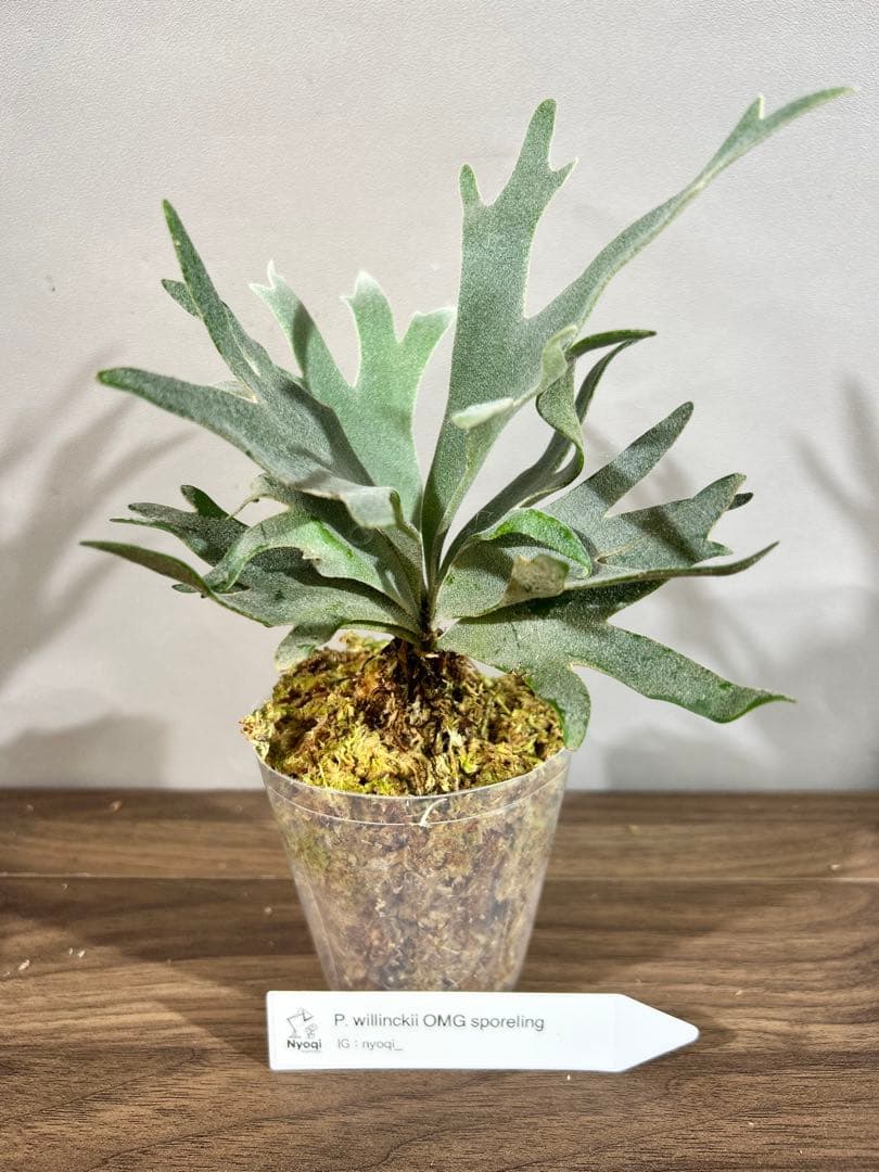 add様 リクエスト 3点 まとめ商品