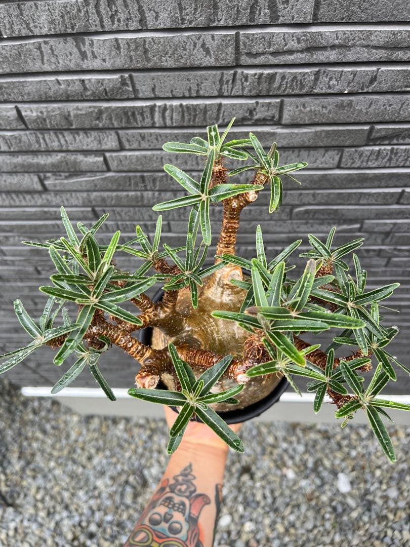 グラキリス 現地球 発根済み