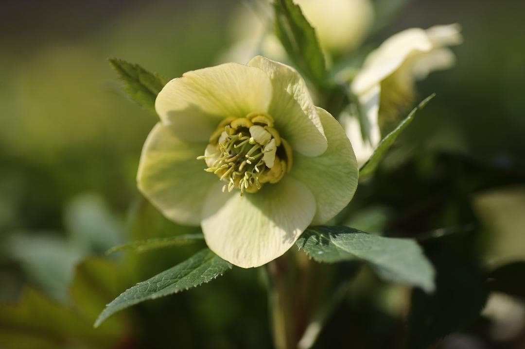 クリスマスローズ 開花実績株 SSフレグランスグリーニッシュイエロー.