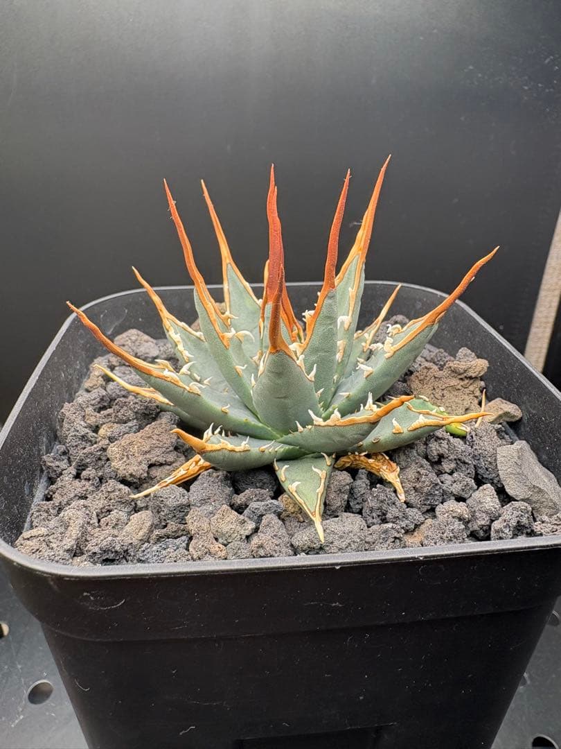 エボリスピナ　実生　選抜