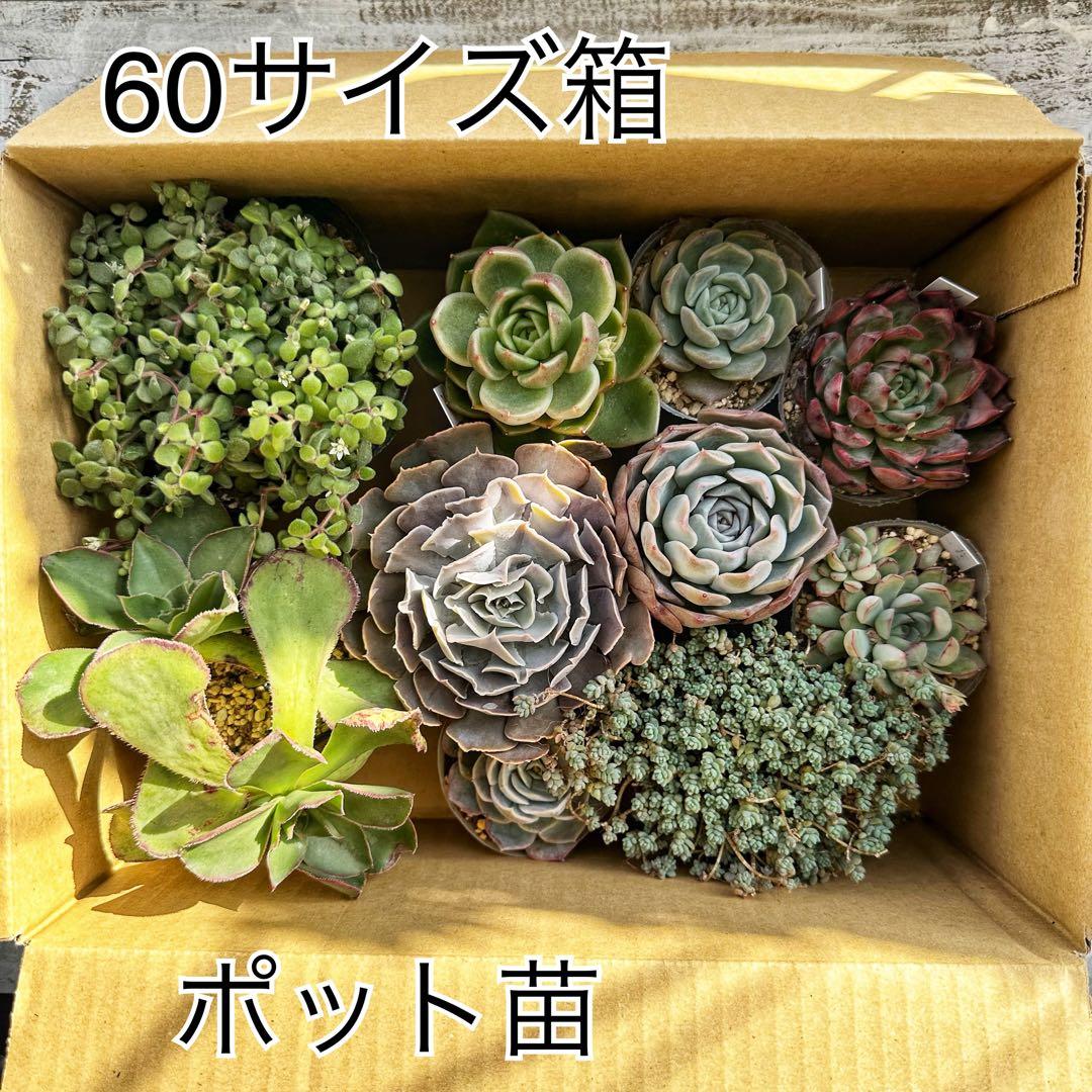 『ポットごと』 多肉植物 セット エケベリア セダム 60サイズ箱