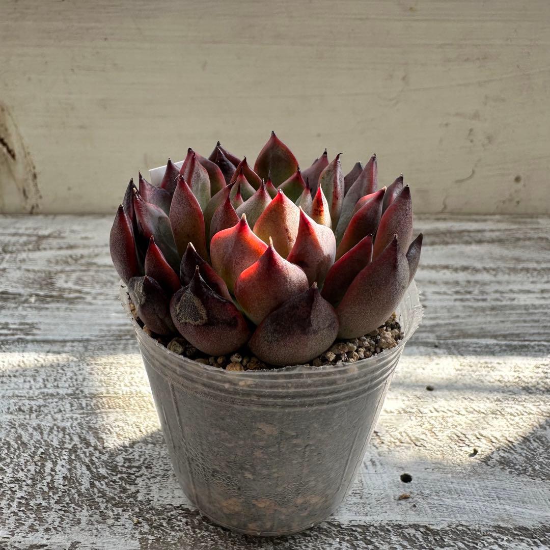 『ポットごと』 多肉植物 セット エケベリア セダム 60サイズ箱